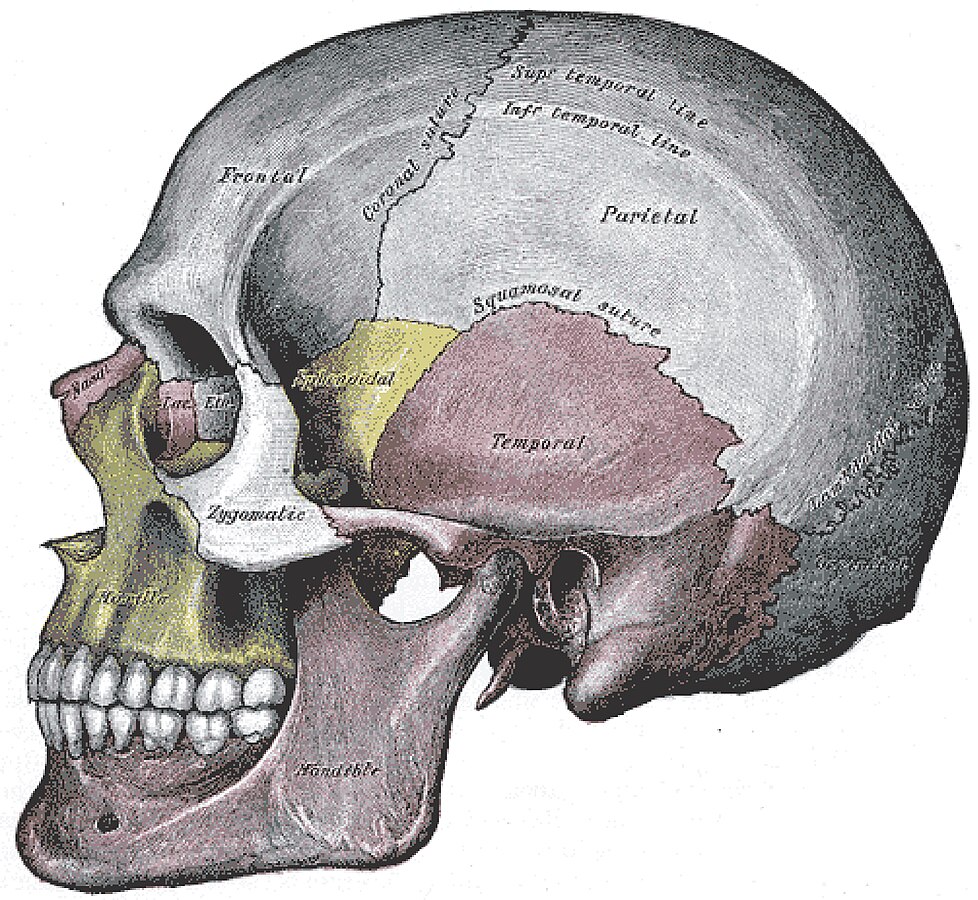 Illustration showing the lateral view of the skull, with labels for each cranial bone