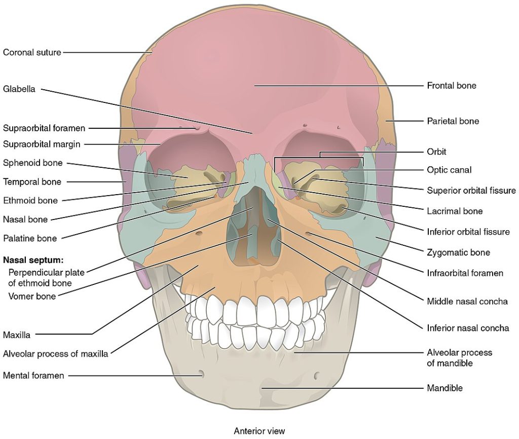 Illustration showing facial bones on the human skull