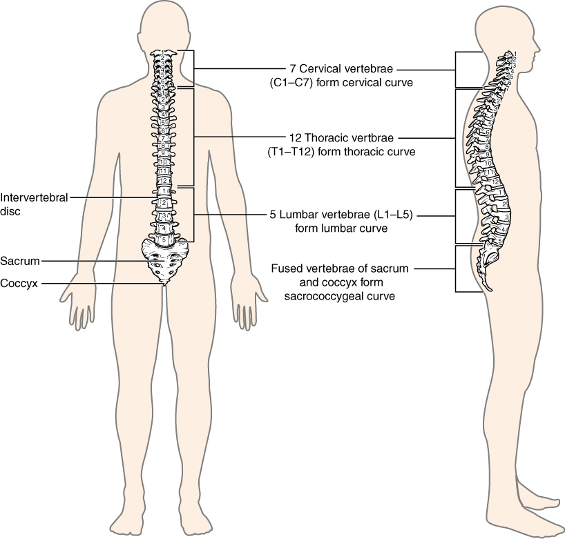 Illustration showing sections of the vertebral column