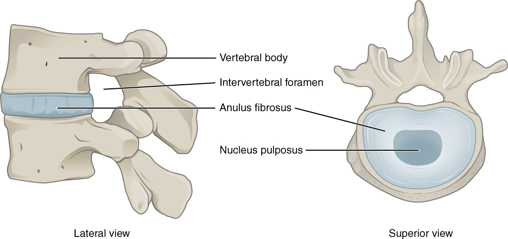Illustration showing lateral and superior views of a section of the vertebral column