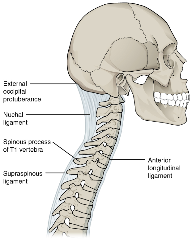Illustration showing ligaments of the vertebral column
