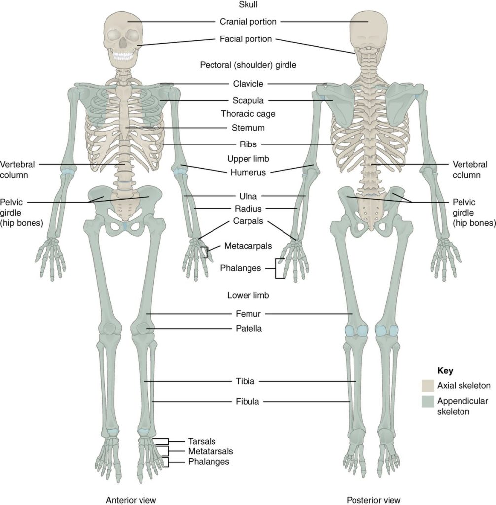 Illustration showing anterior and posterior views of the human skeleton with text labels for bones