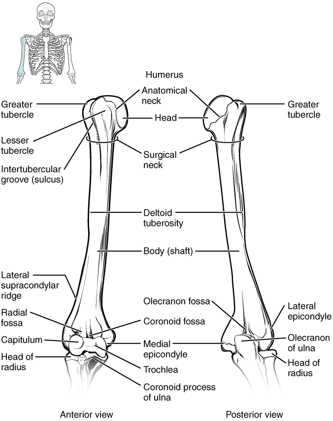 Illustration showing location and major components of humerus and elbow areas
