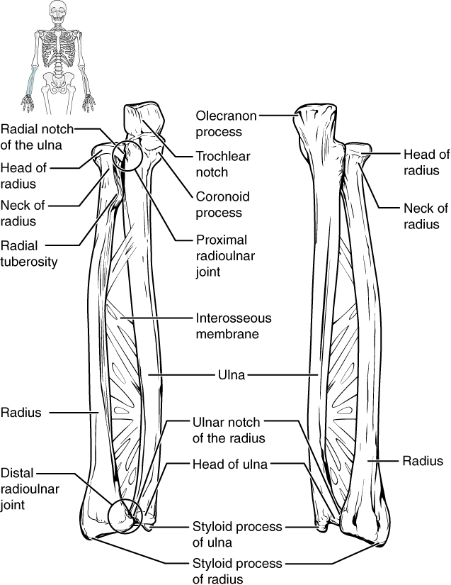 Illustration showing location and major components of ulna and radius areas
