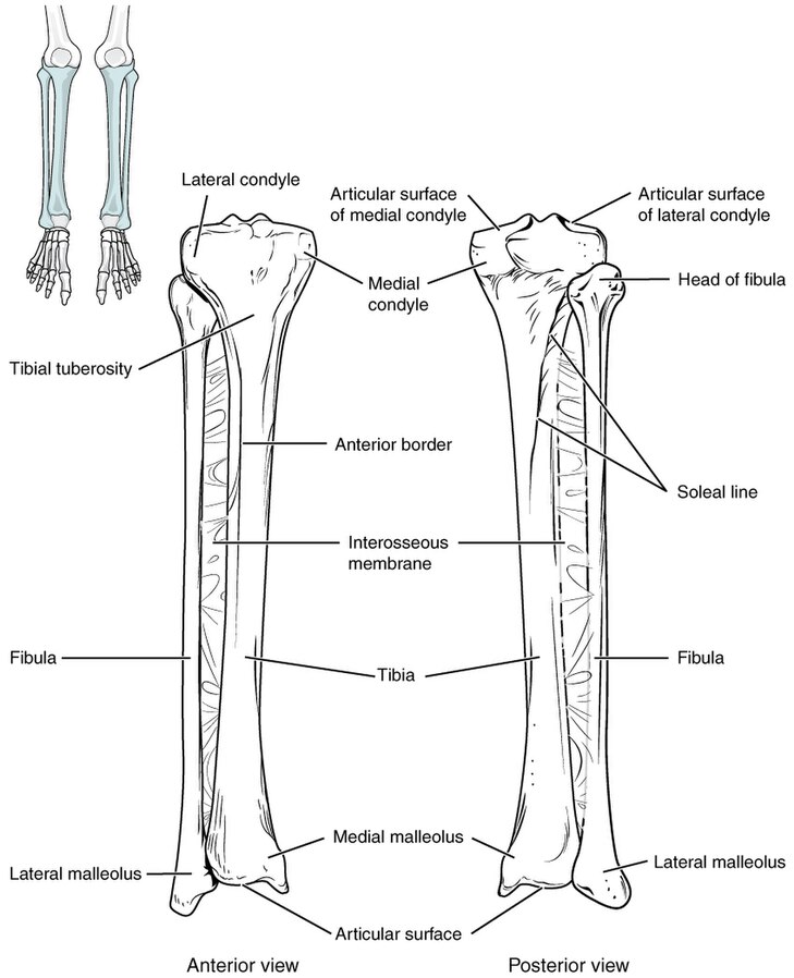 Illustration showing location and major components of tibia and fibula