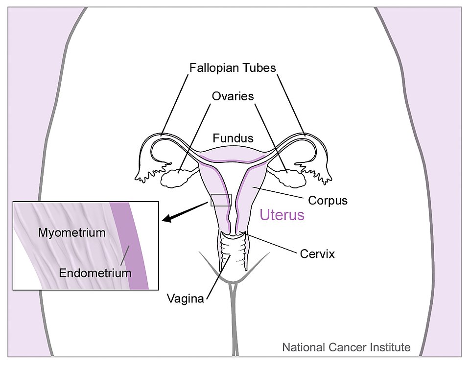 Illustration showing uterus and nearly organs