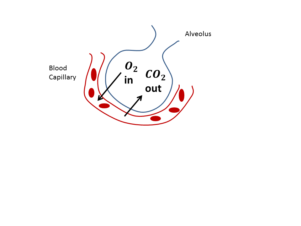 Illustration showing the alveolus