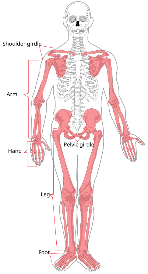 The appendicular skeleton of the human body