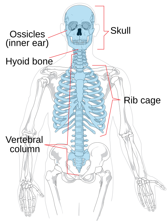 the human skull, the ossicles of the middle ear, the hyoid bone of the throat, the chest, and the vertebral column