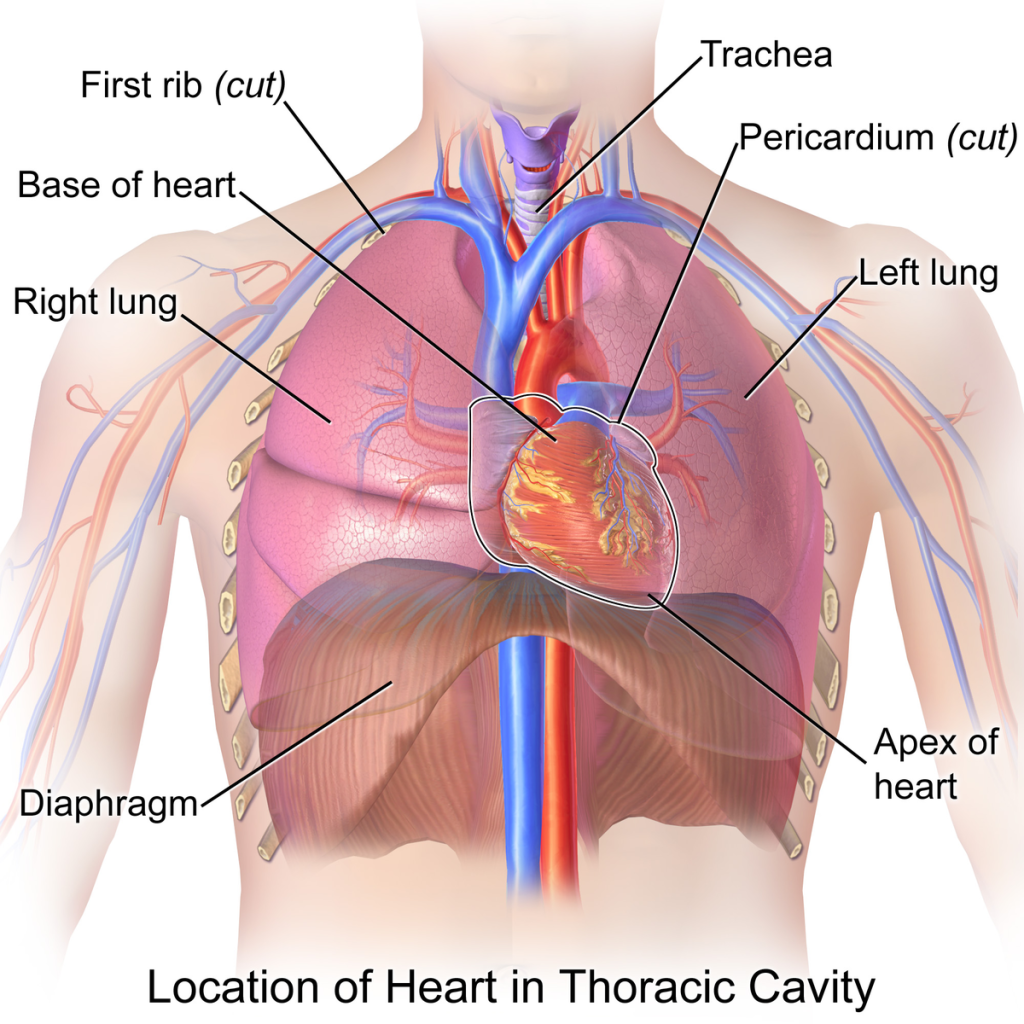 Illustration showing major structures and location of heart in thoracic cavity