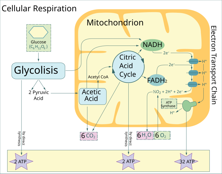 Illustration showing process of cellular respiration