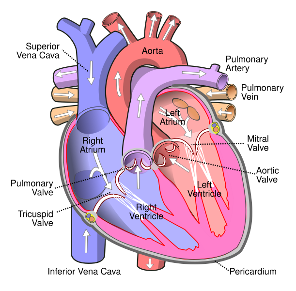 Illustration showing the major structures of a human heart