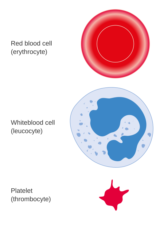 Illustration showing the red cell, white cell, and platelet