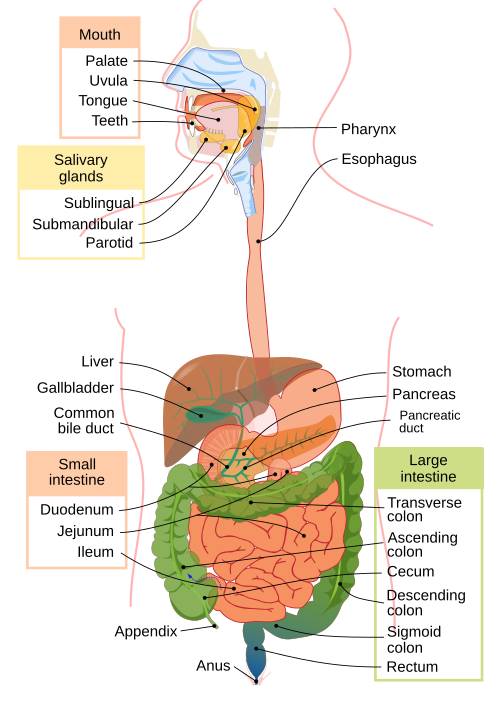 Illustration showing major structures of the digestive system, with text labels