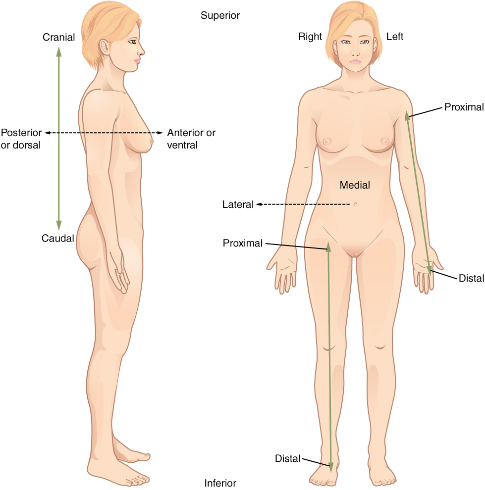 Illustration showing directional terms on a human female form