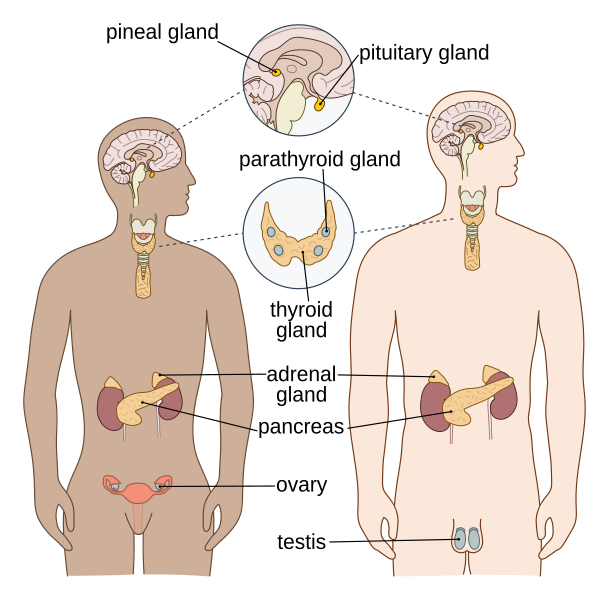 Illustration showing locations of various glands in both the male and female human body