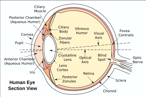 Illustration showing components of the human eye, with text labels