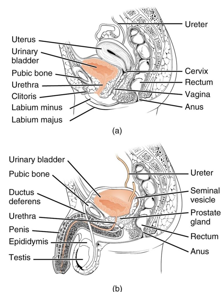 Illustration showing major components of male and female urinary systems