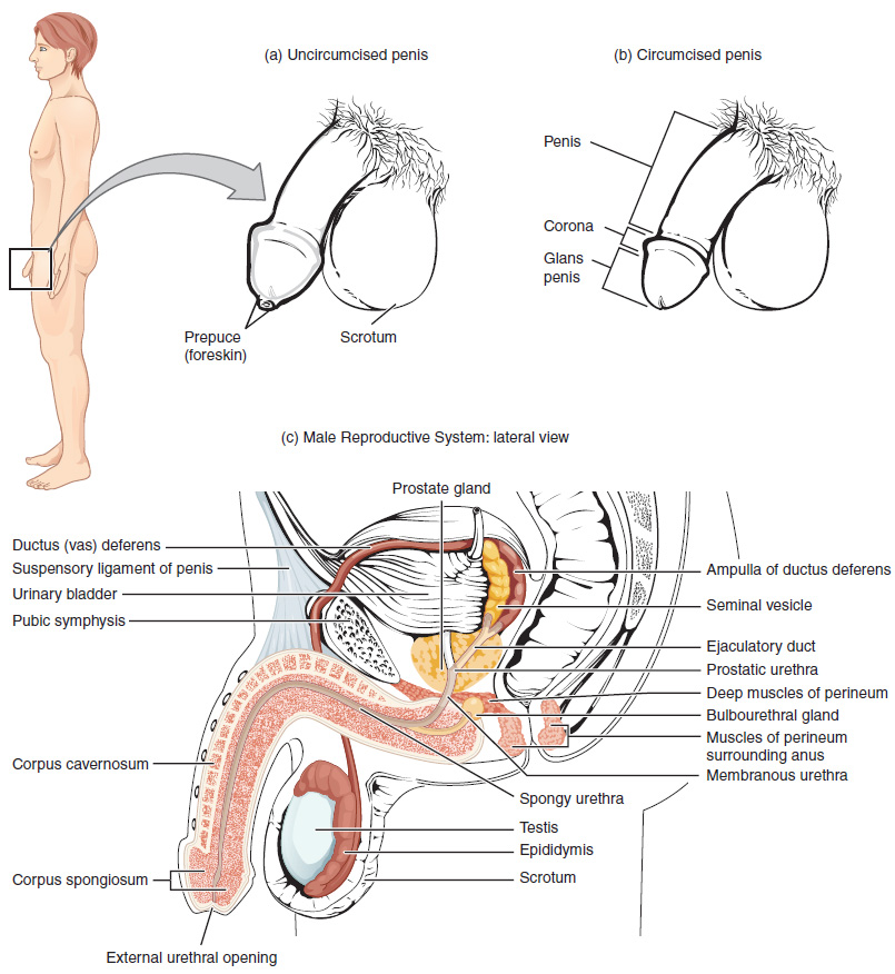 Illustration showing location and major components of male reproductive system, along with both uncircumsized and circumsized penises
