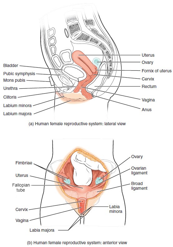 Illustration showing lateral and anterior views of human female reproductive system