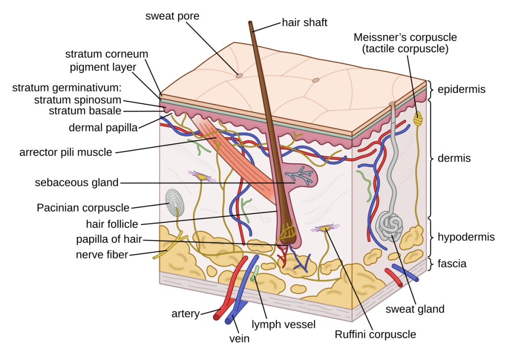 Illustration showing the layers of skin and major components within