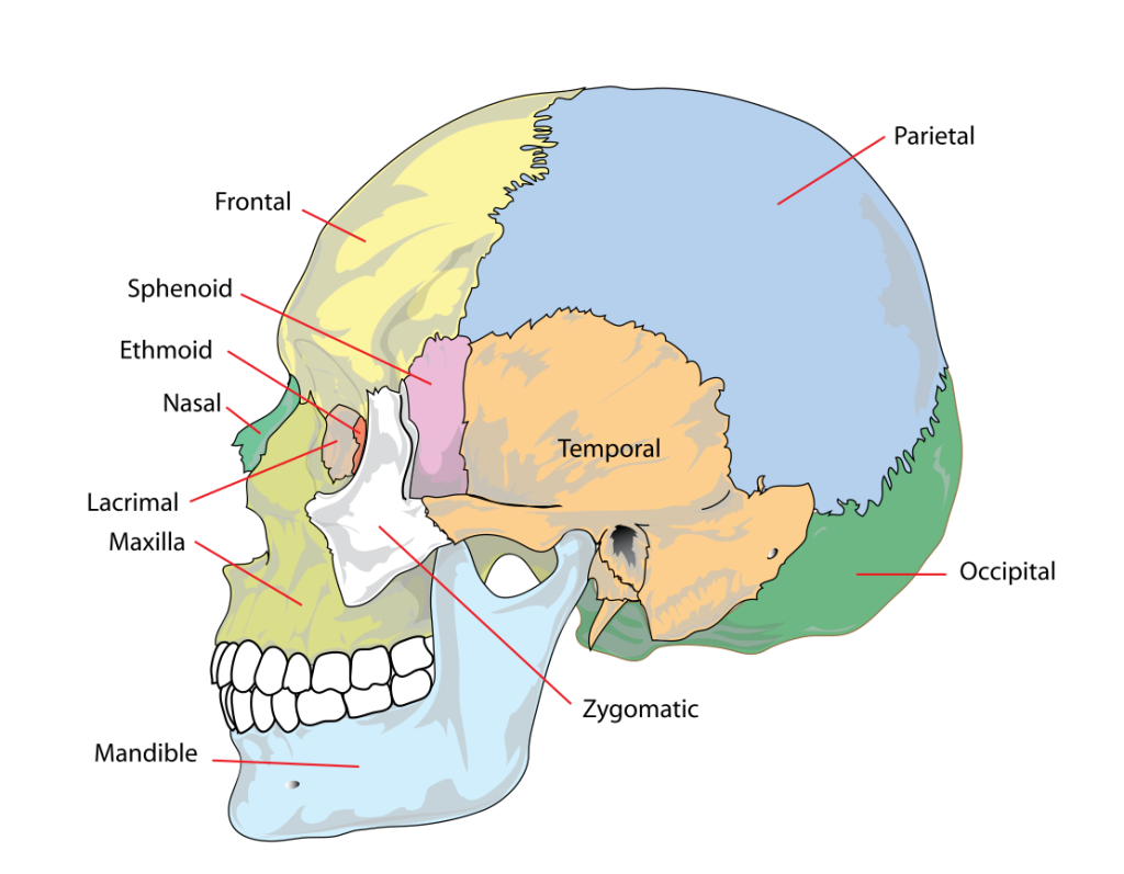 Simplified major structures of the human skull