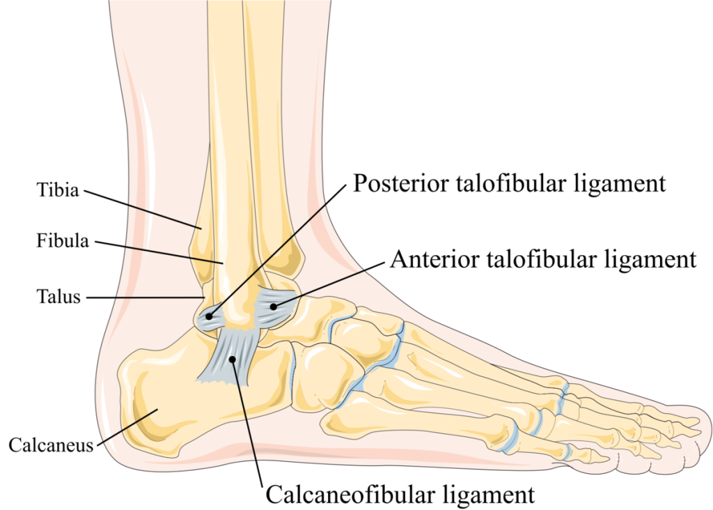 Illustration showing ligaments in the ankle joint
