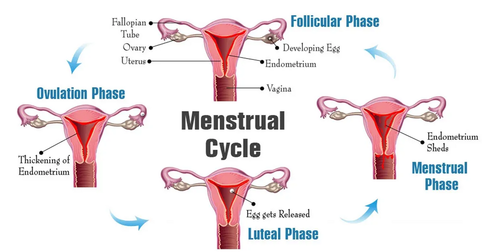 Illustration showing the phases of the menstrual cycle, with text stating phases Follicular, Menstrual, Luteal, and Ovulation