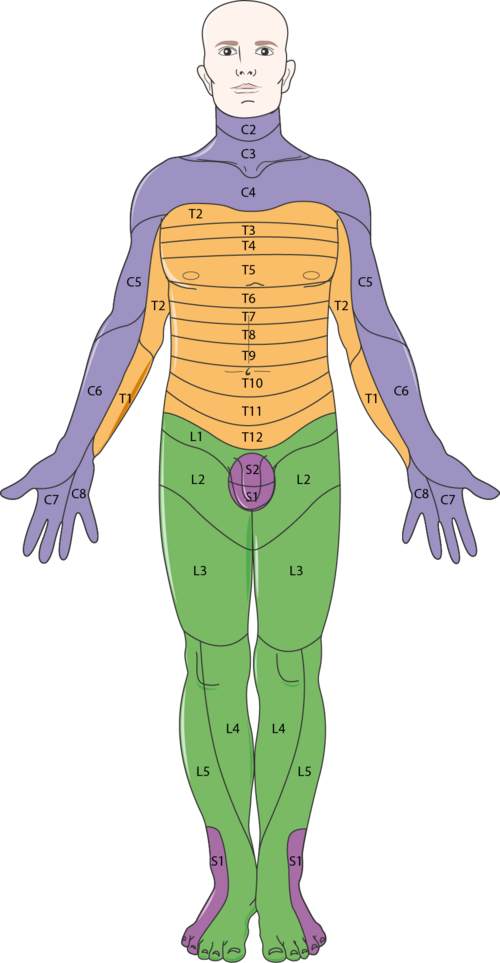 Illustration showing spinal column segments and the anatomy impacted by each