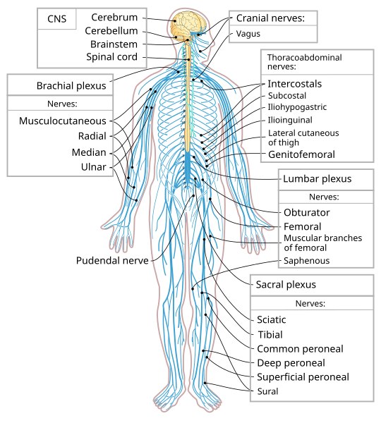 Illustration depicting the Central and Peripheral nervous system in a human form