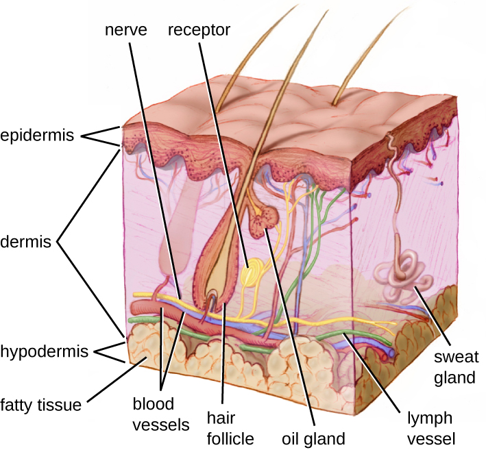 Illustration showing the layers of skin and major components within