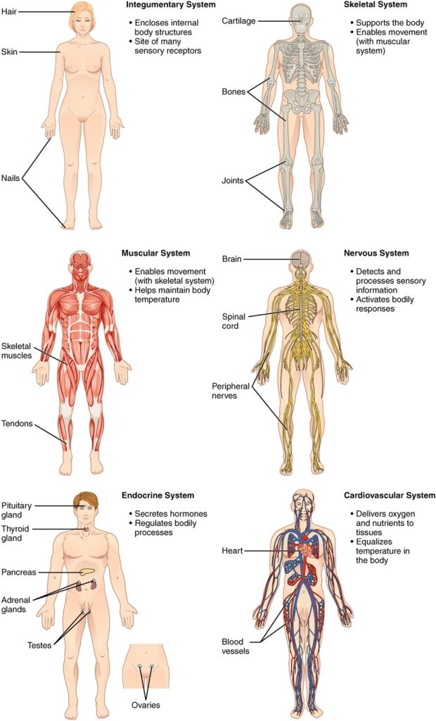 Illustration showing six organ systems, including integumentary, skeletal, muscular, nervous, endocrine, and cardiovascular