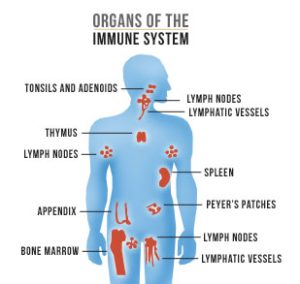 Illustration showing location of immune system organs in a human form