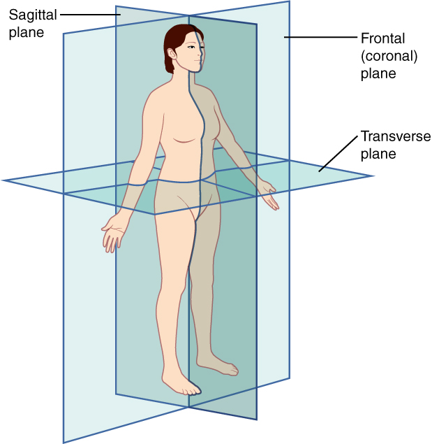 Illustration showing planes of the body
