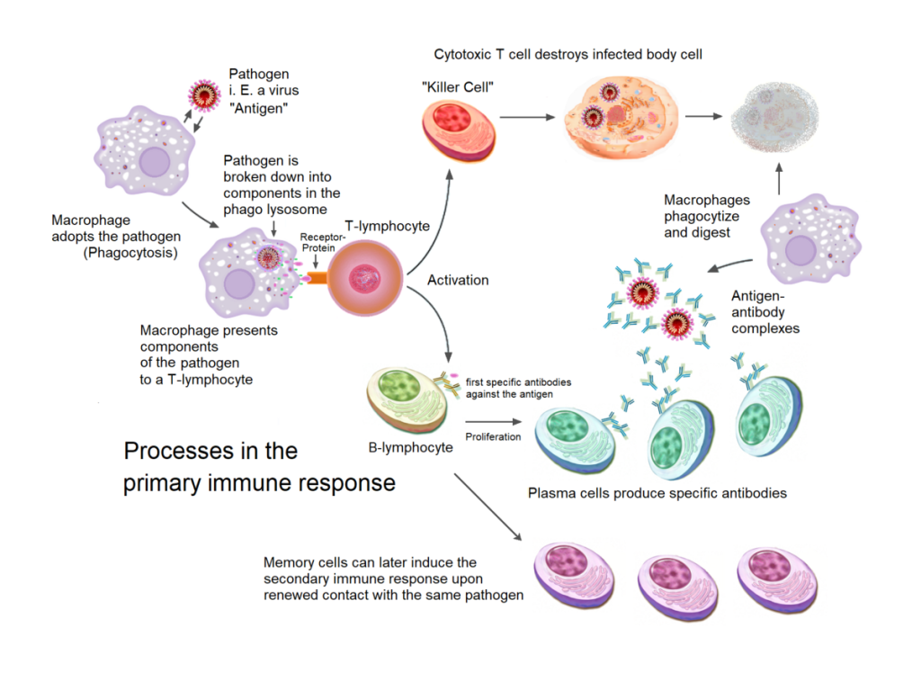 Illustration showing the processes in the primary immune response