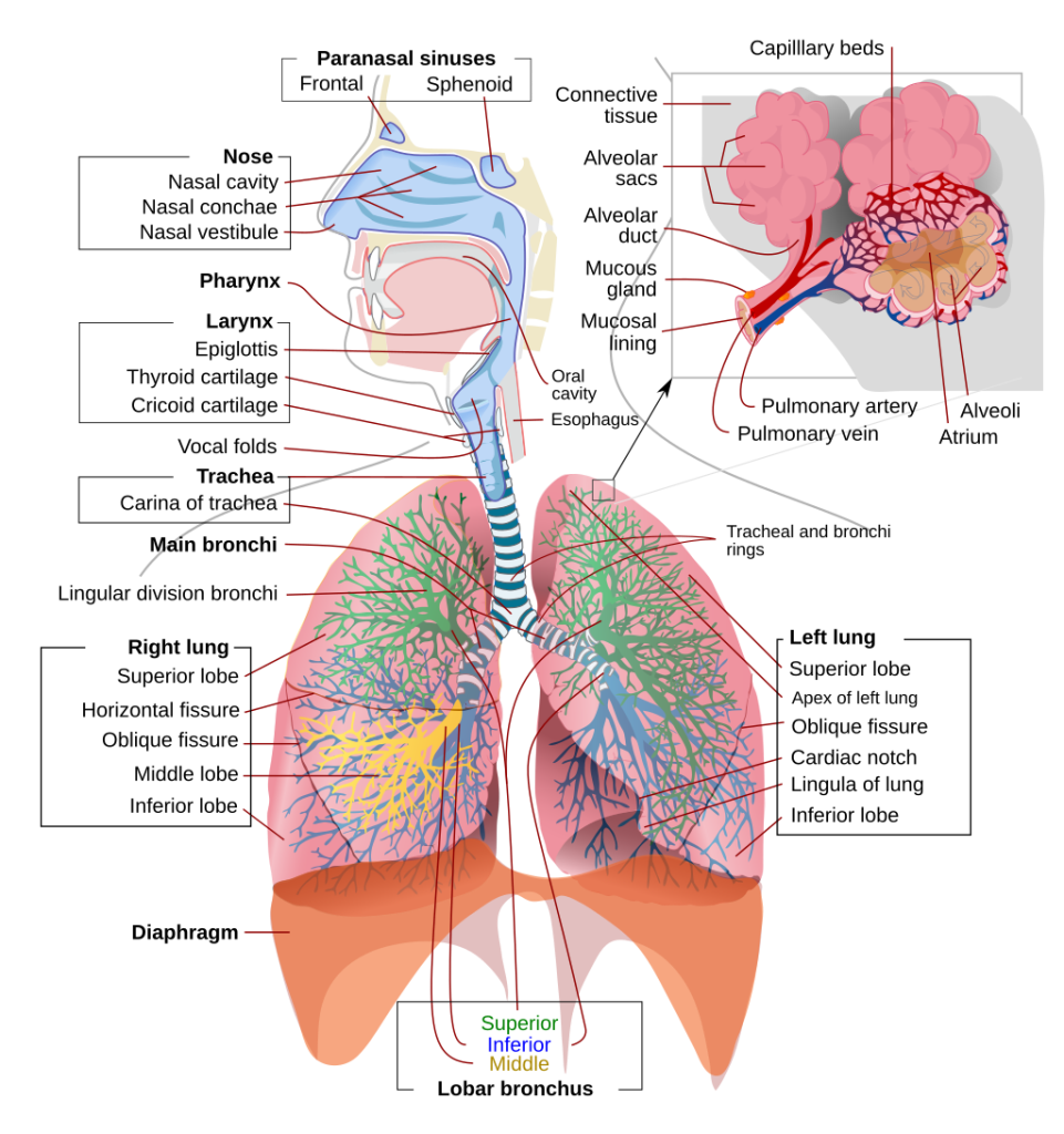Illustration shwoing the airways, the lungs, and the respiratory muscles that comprise the respiratory system