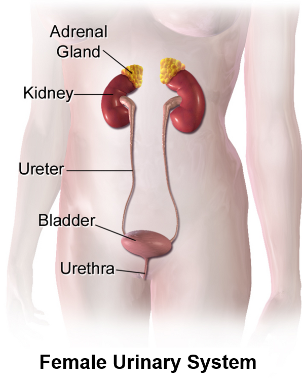 Illustrations showing major structures and locations of female urinary system