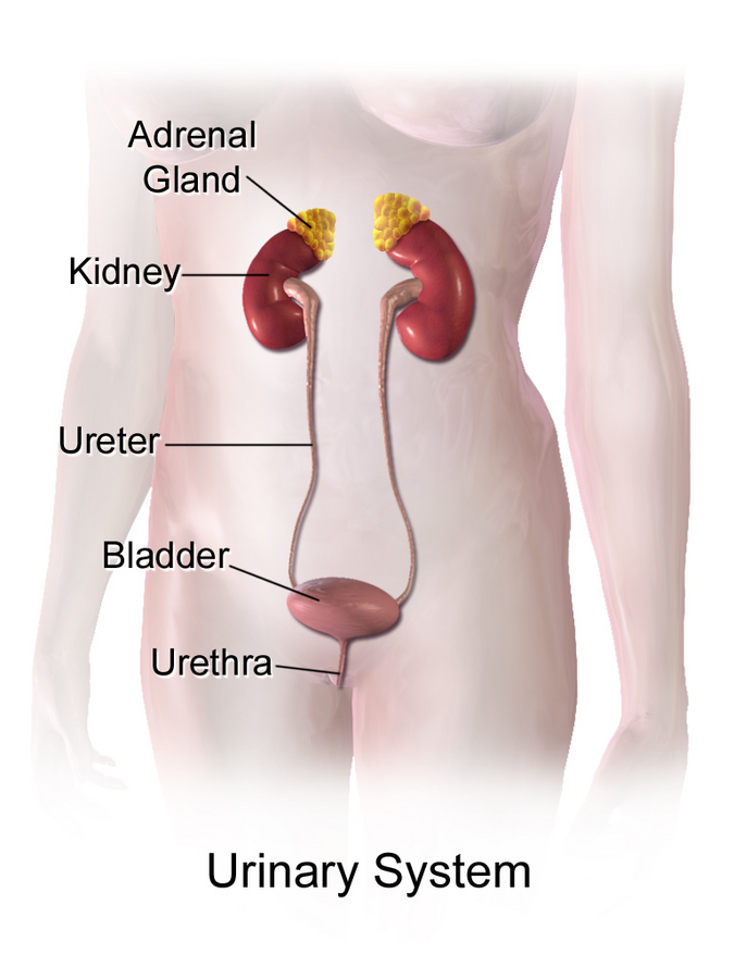 Illustrations showing major structures and locations of female urinary system