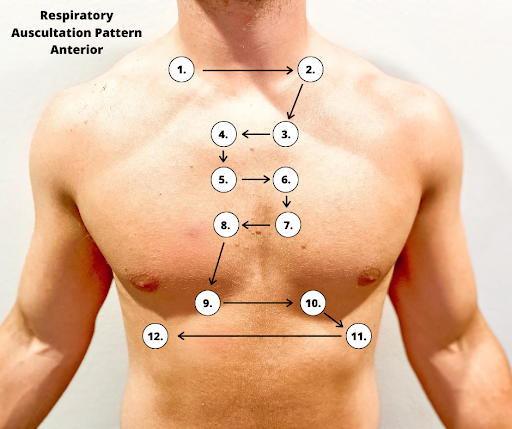 “Anterior Respiratory Auscultation Pattern.png” by Meredith Pomietlo for Chippewa Valley Technical College is licensed under CC BY 4.0 Anterior auscultation pattern