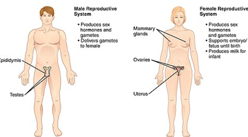 Illustration showing a comparison of the male and female reproductive systems on two human forms